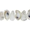 U.S. Shell, Oyster Shells, 4 to 5 inches, 3.75"-5", 20 Count