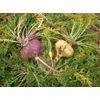 Fureai Seikukan Yamano Maca-junsui Bottle Grain Type (Approx. 1 Month Supply), 20 Years of Sales, Additive-Free & Organic, No Coagulants