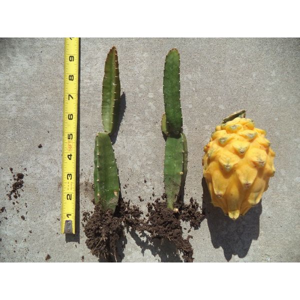 One Rooted & Sprouted Palora Yellow Dragon Fruit Self-Pollinate Plant 8"-10" H