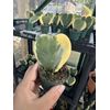 hoya kerrii variegated Heart