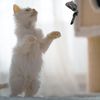 GLADFRESIT 2 Pcs Interactive Cat Teaser Simulated Mouse, Cat Chasing Exercise Entertain Toy