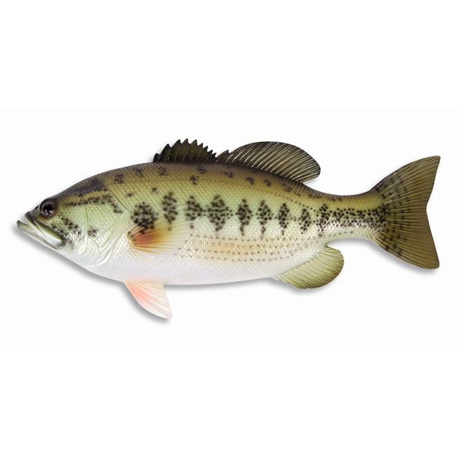 Handpainted Large Mouth Bass Wall Mount Decor Plaque Game Fish Replica 18" A