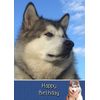 Alaskan Malamute Dog Birthday Card