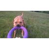 PULLER Standard Interactive Dog Toy Fitness Tool Set