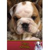 Bulldog Birthday Card