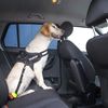 Julius-K9 Julius-K9 StopDog Mobility Control Car Leash