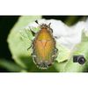 Raynox DCR-0250 Super Macro with universal snap adapter