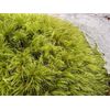 Live Broom Fork Moss