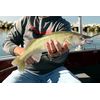 Bandit Walleye Shad - Coconut Candy - 3"