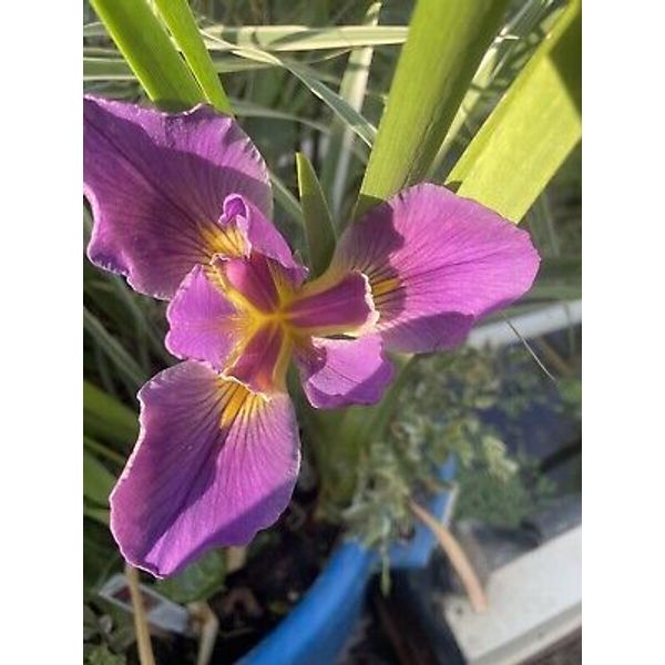 Live violet Flower Louisiana "Professor Claude" Iris Aquatic Marginal Pond Plant