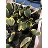 hoya kerrii variegated Heart