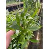 Liparis viridiflora