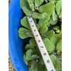(10) Water Lettuce Koi Pond Floating Plants Algae LARGE Jumbo 6” 🌸SPRING 2025🌸