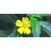 Damiana Leaf -'Turnera diffusa'- Dry leaf - 1 oz./ non GMO