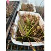 LIVE Carnivorous Cape Sundew (Drosera capensis Typical) Large Flowering