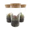 Mini Terrarium 10cm