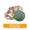 Immunloges Capsules, Pack of 120