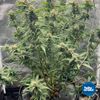 ToDo Hydro BloMix Flowering Nutrient, Plant Growth Solution Formula 16 oz