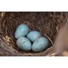 Robin, Blackbird and Wren nest box