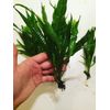 Java Fern Bare Root | Microsorum Pteropus - Low Light Freshwater Aquarium Plant