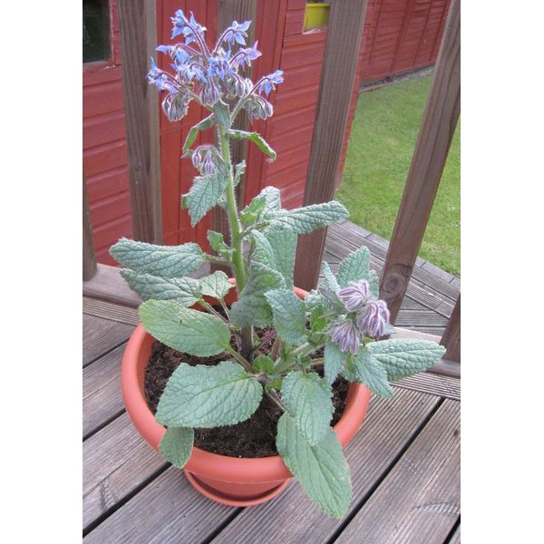 BORAGE * HERB OF GLADNESS * EXHILARATING EFFECT ON THE SYSTEM * HEALTHFUL *