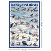 Backyard Birds Educational Poster - 11 x 17 inches