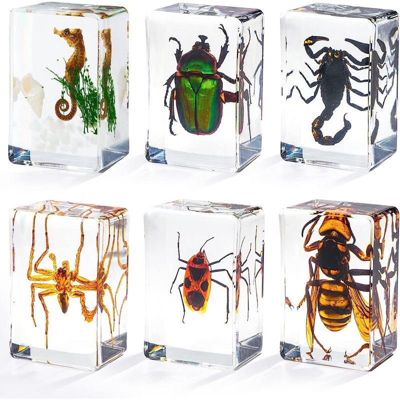 Insect in Resin Specimen, Bugs Collection Paperweights Animal Specimen ...