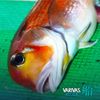 VARIVAS PE8 Ship Multi Color 300m 4.0