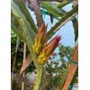 DRAGON FRUIT  CUTTING 10-14 Inches Check Description