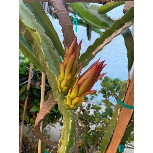 DRAGON FRUIT  CUTTING 10-14 Inches Check Description
