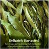 Dried Mango Leaves 2.6oz, Hojas De Mango, Diabetic, Immune & Digestive Tea