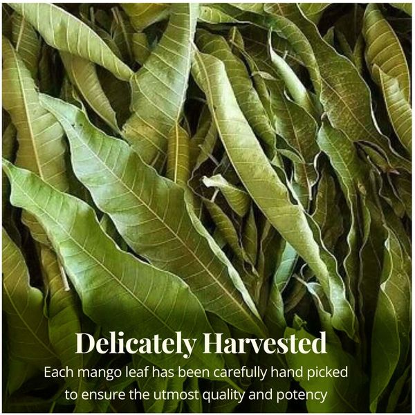 Dried Mango Leaves 2.6oz, Hojas De Mango, Diabetic, Immune & Digestive Tea