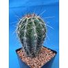 Tucson Tools Goognice Saguaro Cactus 5" to 10" Tall 8 to 10 Years Old (Shipped Bare Root!)