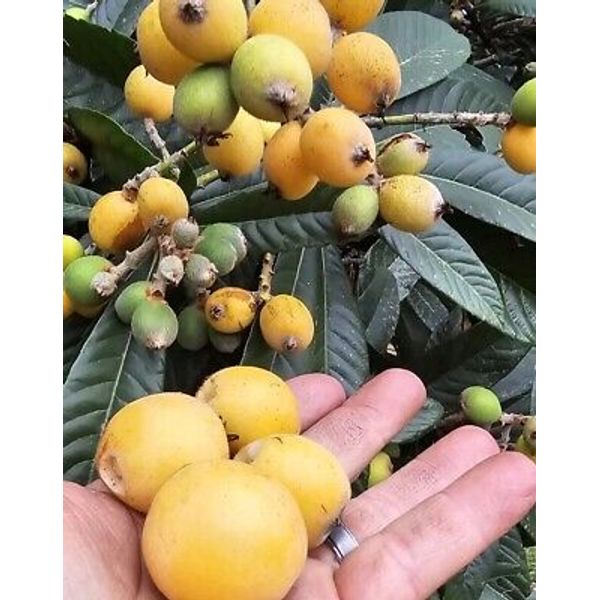 (25) Loquat Fruit Plant Trees Japanese Seeding Plump Starter Trees