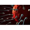 SPERM BOOSTERS FOR STUD DOG - Increase Sperm Count , Fertility reproduction