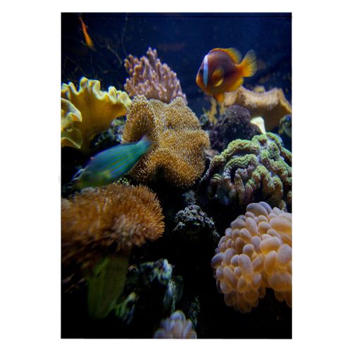 3dRose 22x30 Bath Hand Pool Towel - Salt Water Aquarium, Vitu Levu, Fiji - OC01 DPB0398 - Douglas Peebles Fiji