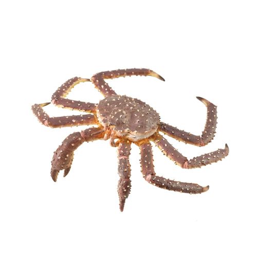 COLLECTA 88851 King Club Water Creatures Figure