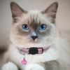 Hepplly 6-Pack Cat Collars Quick Release Reflective Kitten Collar with Bell (Light Pink)