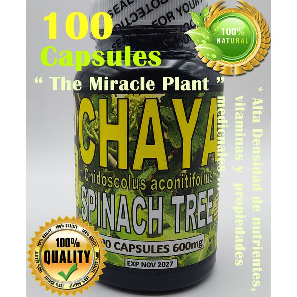 Chaya,Chaya 100 Caps, Mayan miracle plant, Chaya tree, organic spinach tree !!!