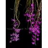 Dendrobium lituiflorum   (Dark form)      L