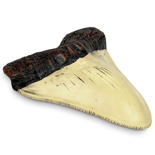 Carcharodon Megalodon Giant Shark Tooth with Serrations,Suitable for Museums, Schools, Home Collections(5.5inch White)