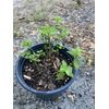 Spearmint 1 Live plant Pot Hierbabuena