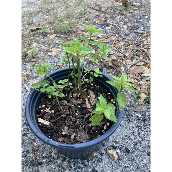 Spearmint 1 Live plant Pot Hierbabuena