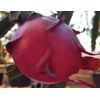DRAGON FRUIT  CUTTING 10-14 Inches Check Description