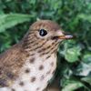 Vivid Arts Garden Birds (Song Thrush)