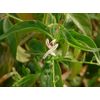 Seeds (50 capsules) of AGP
