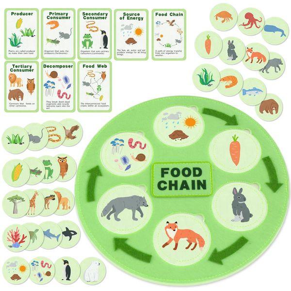 Creatoy Life Cycle Kit, Montessori Toys for Toddler Animal Learning, Food Chain & Food Web Science Education Toys, Science Kits for Kids Preschool Classroom Must Haves