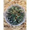 FLASK Anoectochilus geniculatus JEWEL ORCHID