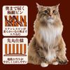 petexio (Petio) necoco Superfine 整 Hair Comb