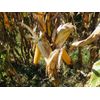 Whole Kernel Corn Animal Wildlife Feed Arts & Crafts 10 Lbs